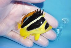 画像2: 【海水魚・チョウチョウウオ】【通販】人工飼料OK♪【モルディブ産】インディアンバタフライ（Mサイズ）(個体販売）（±6.5cm）No.1（生体）(海水魚) (2)
