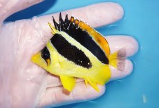 画像1: 【海水魚・チョウチョウウオ】【通販】人工飼料OK♪【モルディブ産】インディアンバタフライ（Mサイズ）(個体販売）（±7.5cm）No.2（生体）(海水魚) (1)