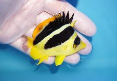 画像2: 【海水魚・チョウチョウウオ】【通販】人工飼料OK♪【モルディブ産】インディアンバタフライ（Mサイズ）(個体販売）（±7.5cm）No.2（生体）(海水魚) (2)