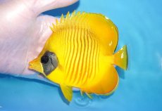 画像1: 【海水魚・チョウチョウウオ】【通販】人工飼料爆食い♪ゴールデンバタフライ（MLサイズ）(個体販売）（±12.5cm）No.1（生体）(海水魚) (1)