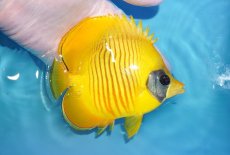 画像2: 【海水魚・チョウチョウウオ】【通販】人工飼料爆食い♪ゴールデンバタフライ（MLサイズ）(個体販売）（±12.5cm）No.1（生体）(海水魚) (2)