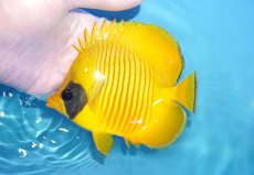 画像1: 【海水魚・チョウチョウウオ】【通販】人工飼料爆食い♪ゴールデンバタフライ（MLサイズ）(個体販売）（±12.5cm）No.2（生体）(海水魚) (1)