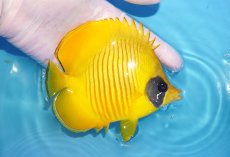 画像2: 【海水魚・チョウチョウウオ】【通販】人工飼料爆食い♪ゴールデンバタフライ（MLサイズ）(個体販売）（±12.5cm）No.2（生体）(海水魚) (2)