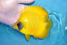 画像1: 【海水魚・チョウチョウウオ】【通販】人工飼料爆食い♪ゴールデンバタフライ（MLサイズ）(個体販売）（±12.5cm）No.3（生体）(海水魚) (1)