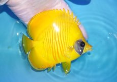 画像2: 【海水魚・チョウチョウウオ】【通販】人工飼料爆食い♪ゴールデンバタフライ（MLサイズ）(個体販売）（±12.5cm）No.3（生体）(海水魚) (2)