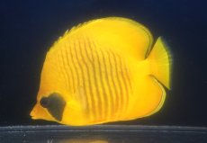画像1: 【海水魚・チョウチョウウオ】【通販】久しぶりのBIGサイズ！状態良好♪ゴールデンバタフライ（XLサイズ）(個体販売）（±18-19cm）（生体）(海水魚) (1)