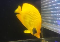 画像2: 【海水魚・チョウチョウウオ】【通販】久しぶりのBIGサイズ！状態良好♪ゴールデンバタフライ（XLサイズ）(個体販売）（±18-19cm）（生体）(海水魚) (2)