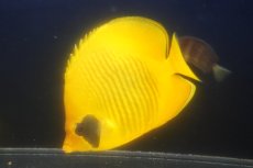 画像3: 【海水魚・チョウチョウウオ】【通販】久しぶりのBIGサイズ！状態良好♪ゴールデンバタフライ（XLサイズ）(個体販売）（±18-19cm）（生体）(海水魚) (3)
