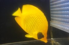 画像4: 【海水魚・チョウチョウウオ】【通販】久しぶりのBIGサイズ！状態良好♪ゴールデンバタフライ（XLサイズ）(個体販売）（±18-19cm）（生体）(海水魚) (4)