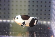 画像2: 【海水魚・クマノミ】【通販】人工飼料OK♪ブラックストームクラウンフィッシュ(個体販売）（±4.5cm）No.1（生体）(海水魚) (2)