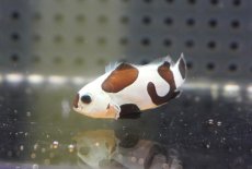 画像1: 【海水魚・クマノミ】【通販】人工飼料OK♪ブラックストームクラウンフィッシュ(個体販売）（±4cm）No.2（生体）(海水魚) (1)