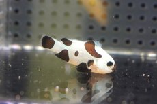画像2: 【海水魚・クマノミ】【通販】人工飼料OK♪ブラックストームクラウンフィッシュ(個体販売）（±4cm）No.2（生体）(海水魚) (2)