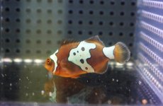 画像2: 【海水魚・クマノミ】【通販】人工飼料OK♪ライトニングマロン(個体販売）（±4.5-5cm）No.1（生体）(海水魚) (2)