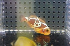 画像1: 【海水魚・クマノミ】【通販】人工飼料OK♪ライトニングマロン(個体販売）（±4.5-5cm）No.2（生体）(海水魚) (1)