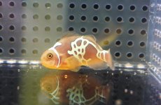 画像2: 【海水魚・クマノミ】【通販】人工飼料OK♪ライトニングマロン(個体販売）（±4.5-5cm）No.2（生体）(海水魚) (2)
