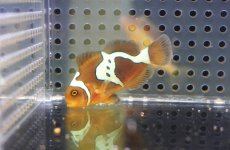 画像1: 【海水魚・クマノミ】【通販】人工飼料OK♪ライトニングマロン(個体販売）（±4.5-5cm）No.3（生体）(海水魚) (1)