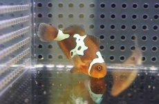 画像2: 【海水魚・クマノミ】【通販】人工飼料OK♪ライトニングマロン(個体販売）（±4.5-5cm）No.3（生体）(海水魚) (2)