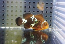 画像1: 【海水魚・クマノミ】【通販】人工飼料OK♪ライトニングマロン(個体販売）（±5cm）No.5（生体）(海水魚) (1)