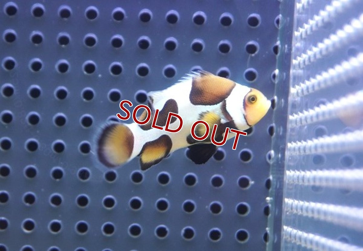 画像1: 【ウィンターセール 10％OFF対象商品】【海水魚・クマノミ】【通販】人工飼料OK♪ブラックピカソクラウンフィッシュ(個体販売）（±4-4.5cm） No.1（生体）(海水魚) (1)