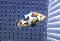 画像1: 【海水魚・クマノミ】【通販】人工飼料OK♪ブラックピカソクラウンフィッシュ(個体販売）（±4-4.5cm） No.1（生体）(海水魚) (1)