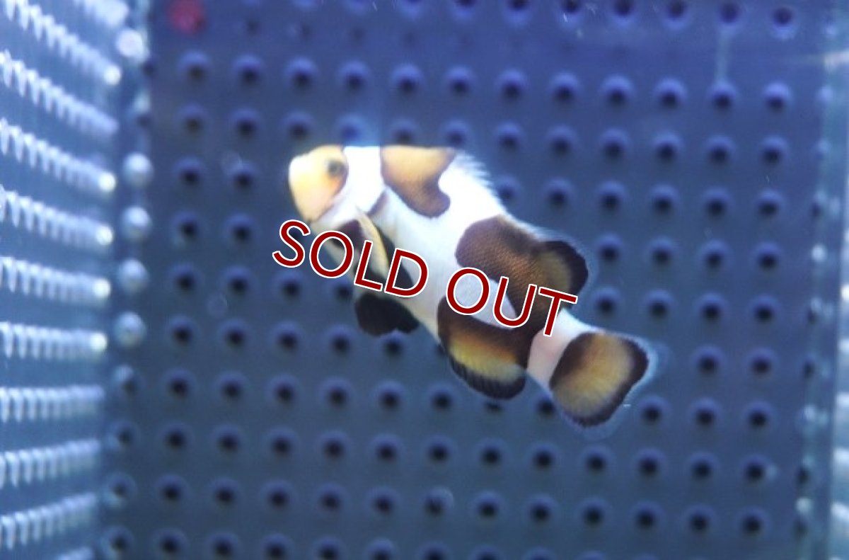 画像2: 【ウィンターセール 10％OFF対象商品】【海水魚・クマノミ】【通販】人工飼料OK♪ブラックピカソクラウンフィッシュ(個体販売）（±4-4.5cm） No.1（生体）(海水魚) (2)