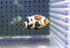 画像1: 【海水魚・クマノミ】【通販】人工飼料OK♪ブラックピカソクラウンフィッシュ(個体販売）（±4-4.5cm） No.2（生体）(海水魚) (1)