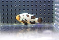 画像2: 【海水魚・クマノミ】【通販】人工飼料OK♪ブラックピカソクラウンフィッシュ(個体販売）（±4-4.5cm） No.2（生体）(海水魚) (2)