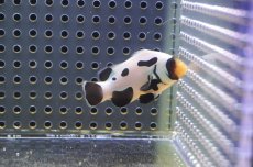 画像1: 【海水魚・クマノミ】【通販】人工飼料OK♪ブラックピカソクラウンフィッシュ(個体販売）（±4-4.5cm） No.3（生体）(海水魚) (1)