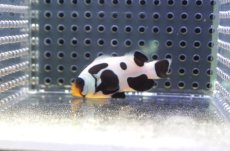 画像2: 【海水魚・クマノミ】【通販】人工飼料OK♪ブラックピカソクラウンフィッシュ(個体販売）（±4-4.5cm） No.3（生体）(海水魚) (2)