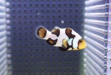 画像1: 【海水魚・クマノミ】【通販】人工飼料OK♪ブラックピカソクラウンフィッシュ(個体販売）（±4-4.5cm） No.4（生体）(海水魚) (1)