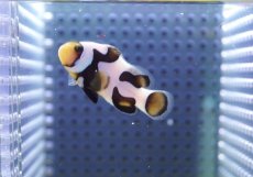 画像2: 【海水魚・クマノミ】【通販】人工飼料OK♪ブラックピカソクラウンフィッシュ(個体販売）（±4-4.5cm） No.4（生体）(海水魚) (2)