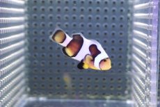 画像1: 【海水魚・クマノミ】【通販】人工飼料OK♪ブラックピカソクラウンフィッシュ(個体販売）（±4-4.5cm） No.5（生体）(海水魚) (1)