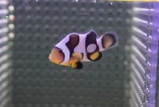 画像2: 【海水魚・クマノミ】【通販】人工飼料OK♪ブラックピカソクラウンフィッシュ(個体販売）（±4-4.5cm） No.5（生体）(海水魚) (2)
