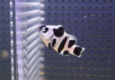 画像1: 【海水魚・クマノミ】【通販】人工飼料OK♪ブラックストームクラウンフィッシュ(個体販売）（±4-4.5cm） No.1（生体）(海水魚) (1)