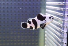 画像2: 【海水魚・クマノミ】【通販】人工飼料OK♪ブラックストームクラウンフィッシュ(個体販売）（±4-4.5cm） No.1（生体）(海水魚) (2)