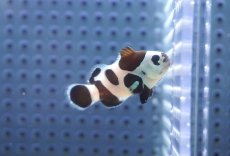 画像1: 【海水魚・クマノミ】【通販】人工飼料OK♪ブラックストームクラウンフィッシュ(個体販売）（±4-4.5cm） No.2（生体）(海水魚) (1)