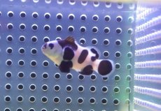 画像2: 【海水魚・クマノミ】【通販】人工飼料OK♪ブラックストームクラウンフィッシュ(個体販売）（±4-4.5cm） No.2（生体）(海水魚) (2)