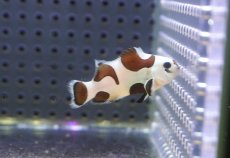 画像1: 【海水魚・クマノミ】【通販】人工飼料OK♪ブラックストームクラウンフィッシュ(個体販売）（±4-4.5cm） No.3（生体）(海水魚) (1)