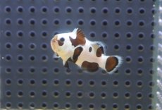 画像2: 【海水魚・クマノミ】【通販】人工飼料OK♪ブラックストームクラウンフィッシュ(個体販売）（±4-4.5cm） No.3（生体）(海水魚) (2)