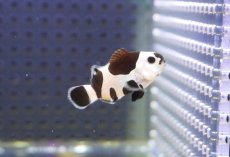画像1: 【海水魚・クマノミ】【通販】人工飼料OK♪ブラックストームクラウンフィッシュ(個体販売）（±4-4.5cm） No.4（生体）(海水魚) (1)