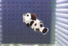 画像2: 【海水魚・クマノミ】【通販】人工飼料OK♪ブラックストームクラウンフィッシュ(個体販売）（±4-4.5cm） No.4（生体）(海水魚) (2)