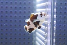 画像1: 【海水魚・クマノミ】【通販】人工飼料OK♪ブラックストームクラウンフィッシュ(個体販売）（±4-4.5cm） No.5（生体）(海水魚) (1)
