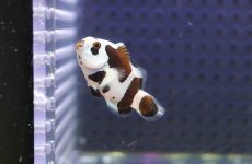 画像2: 【海水魚・クマノミ】【通販】人工飼料OK♪ブラックストームクラウンフィッシュ(個体販売）（±4-4.5cm） No.5（生体）(海水魚) (2)