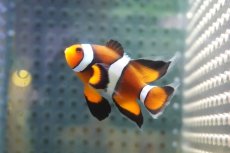 画像1: 【海水魚・クマノミ】【通販】ロングフィンペルクラウンアネモネフィッシュ(個体販売）（±4.5cm） No.1（生体）(海水魚) (1)