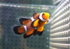 画像2: 【海水魚・クマノミ】【通販】ロングフィンペルクラウンアネモネフィッシュ(個体販売）（±4.5cm） No.1（生体）(海水魚) (2)