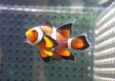 画像3: 【海水魚・クマノミ】【通販】ロングフィンペルクラウンアネモネフィッシュ(個体販売）（±4.5cm） No.1（生体）(海水魚) (3)