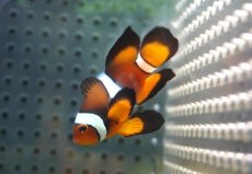 画像4: 【海水魚・クマノミ】【通販】ロングフィンペルクラウンアネモネフィッシュ(個体販売）（±4.5cm） No.1（生体）(海水魚) (4)