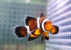 画像1: 【海水魚・クマノミ】【通販】ロングフィンペルクラウンアネモネフィッシュ(個体販売）（±4.5cm） No.2（生体）(海水魚) (1)