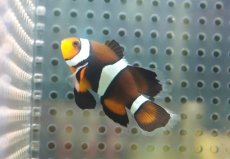 画像2: 【海水魚・クマノミ】【通販】ロングフィンペルクラウンアネモネフィッシュ(個体販売）（±4.5cm） No.2（生体）(海水魚) (2)