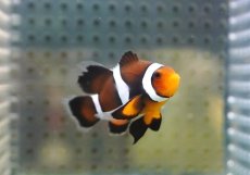 画像3: 【海水魚・クマノミ】【通販】ロングフィンペルクラウンアネモネフィッシュ(個体販売）（±4.5cm） No.2（生体）(海水魚) (3)